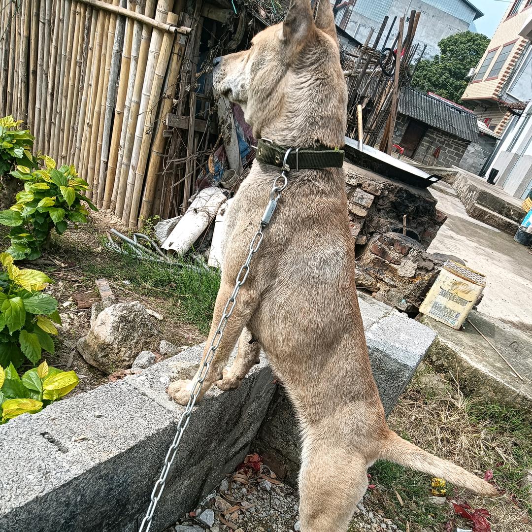 广西实战土猎