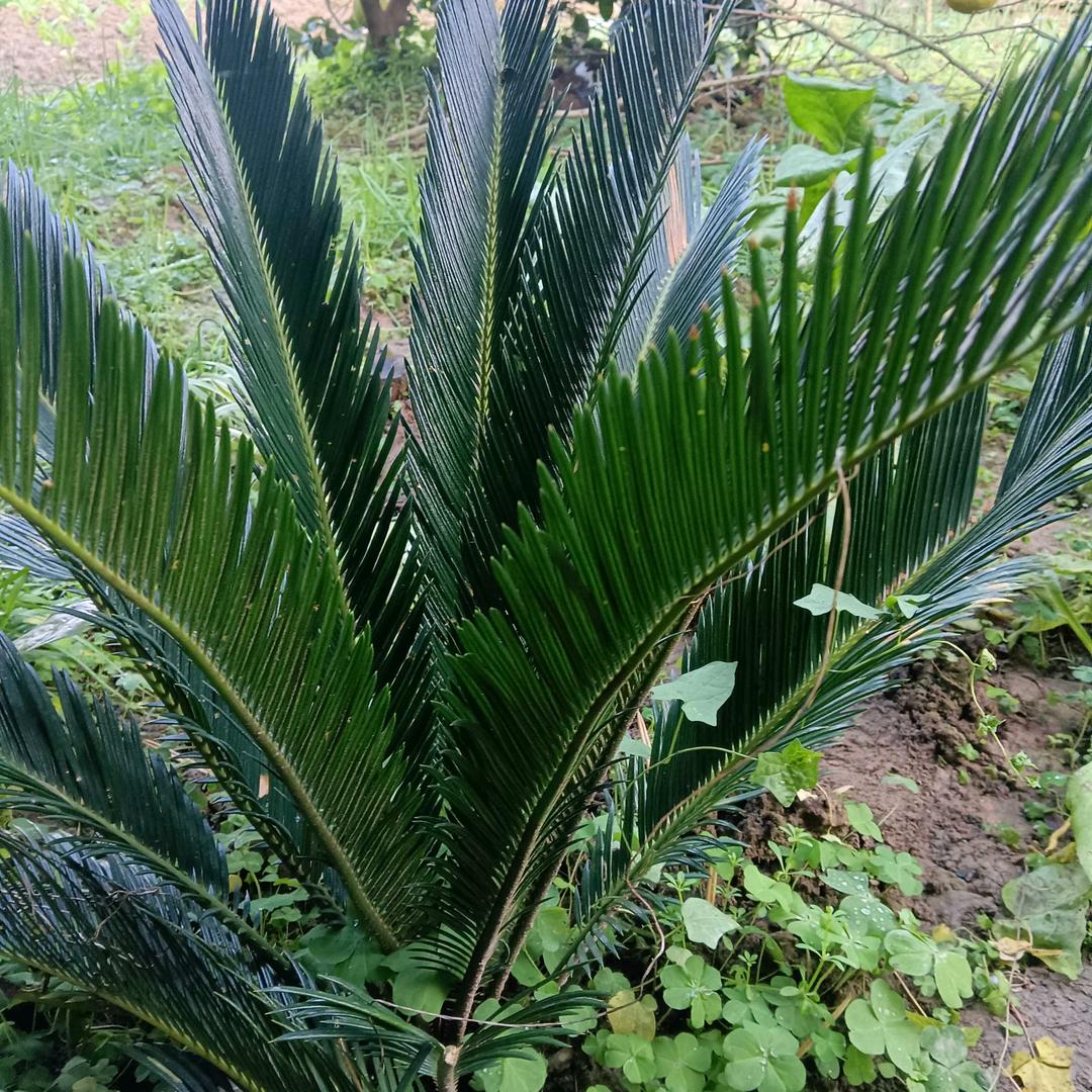 家庭人丑.农村户口