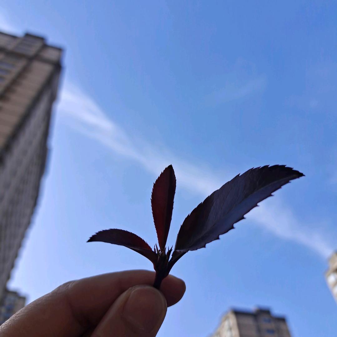 半老徐