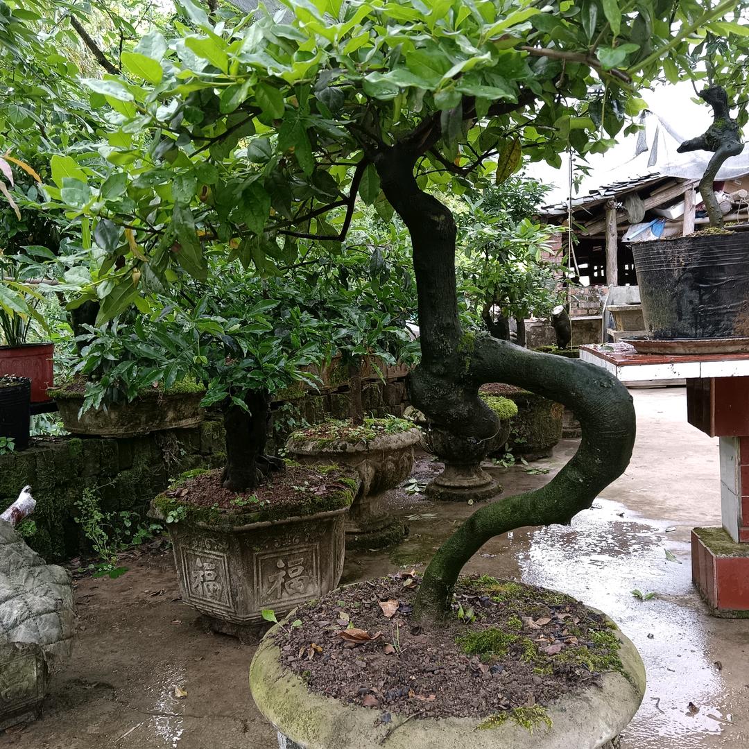 三哥
