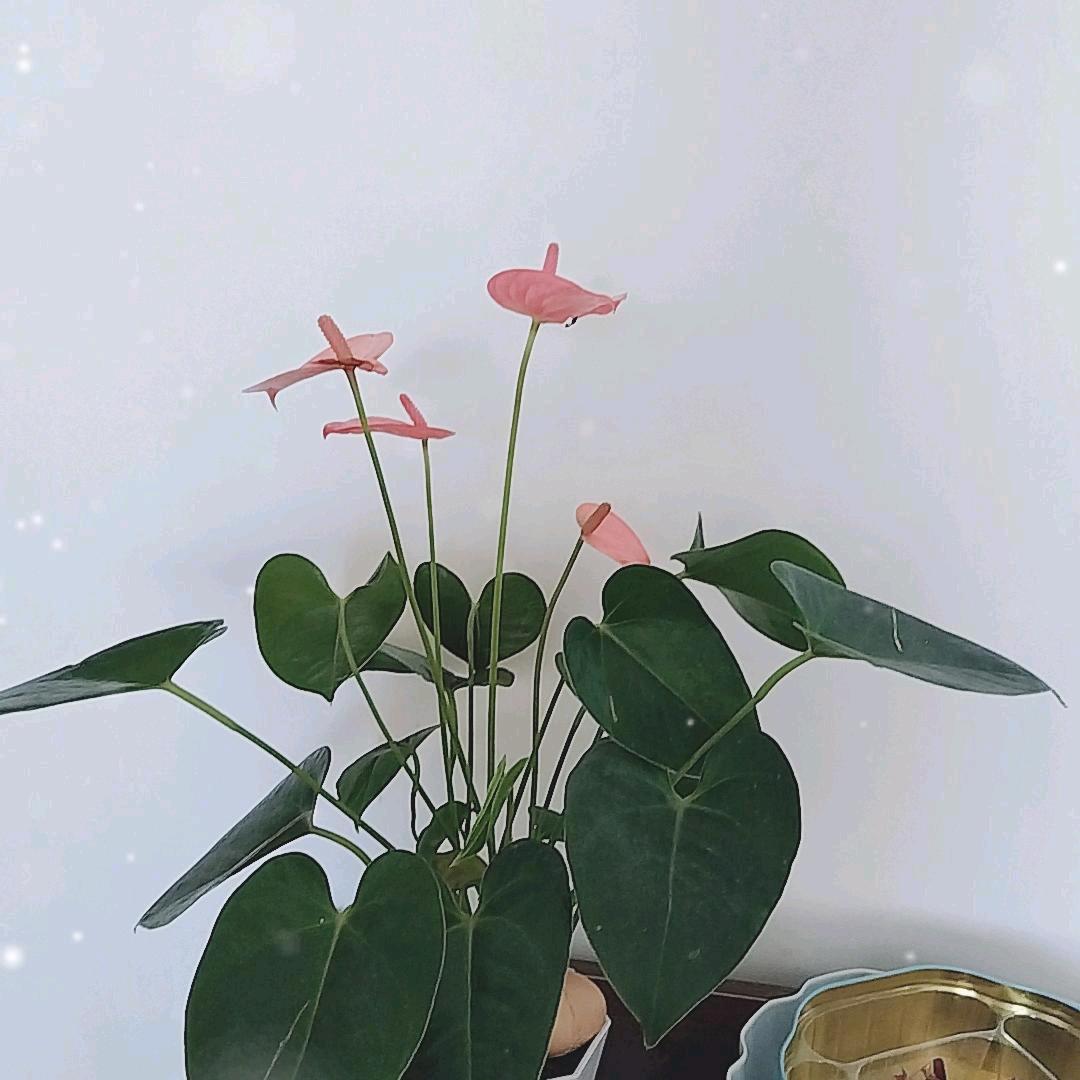 往事随风