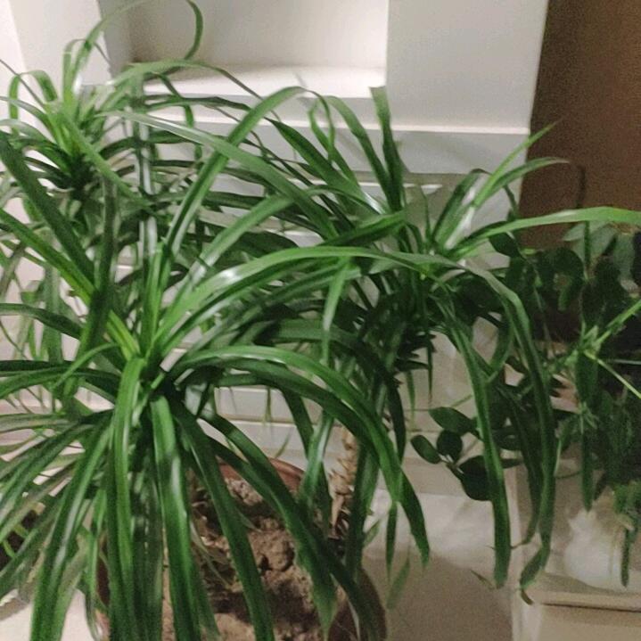 禅心凡虫
