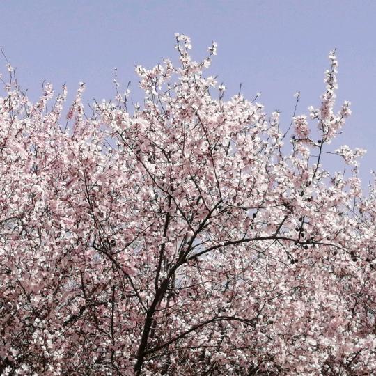 小金桔