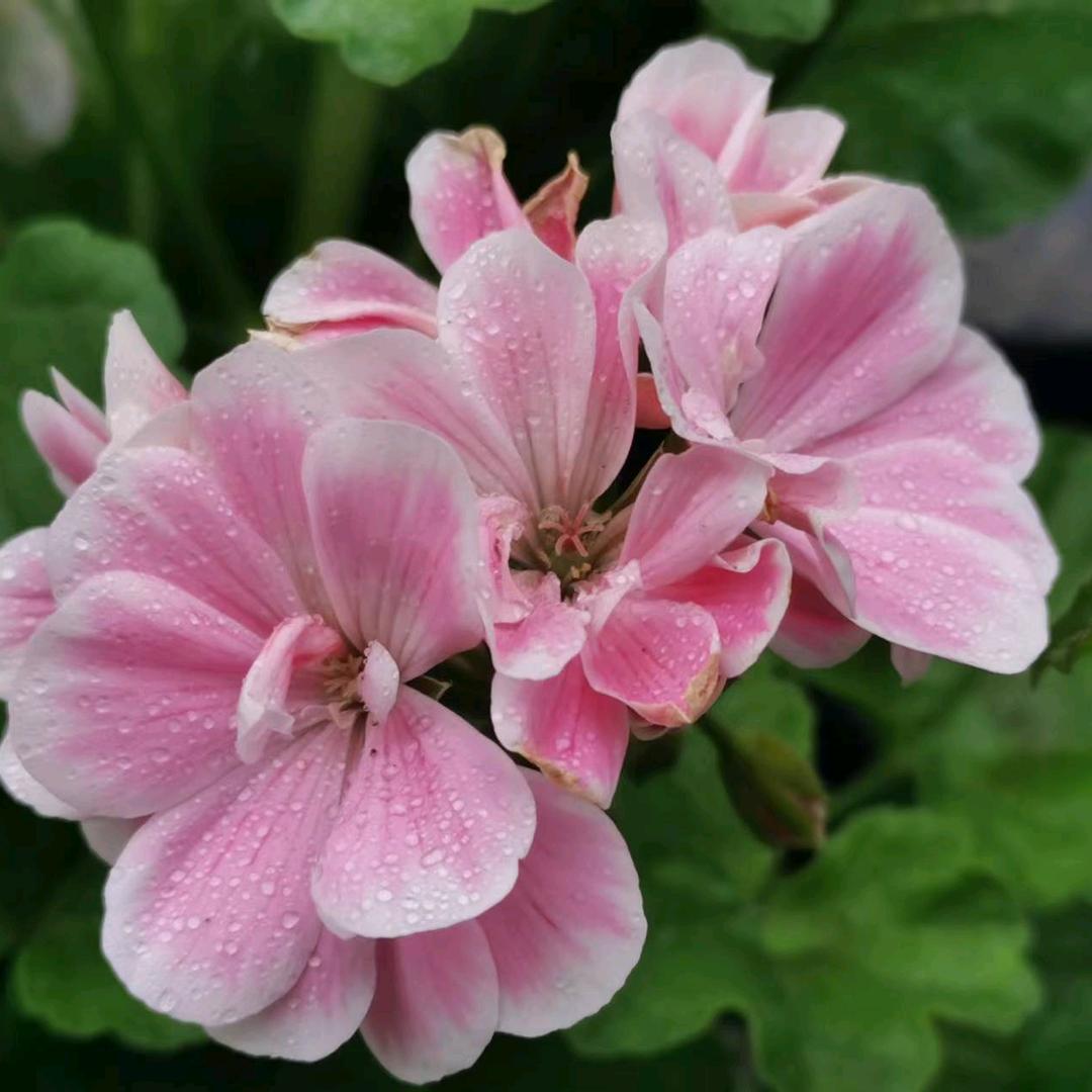 春暖花开
