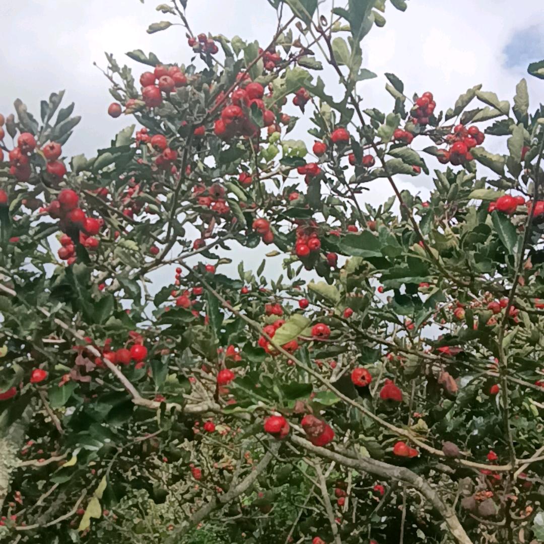 清清常再（国长）