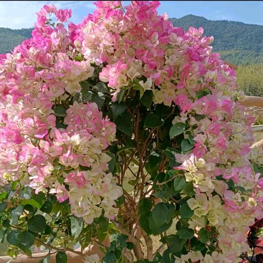 花开花落💐