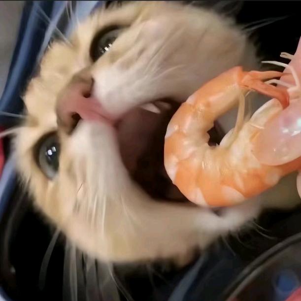 芝士小猫੭