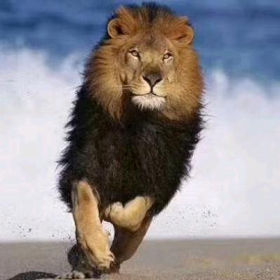 辣椒（供应商）