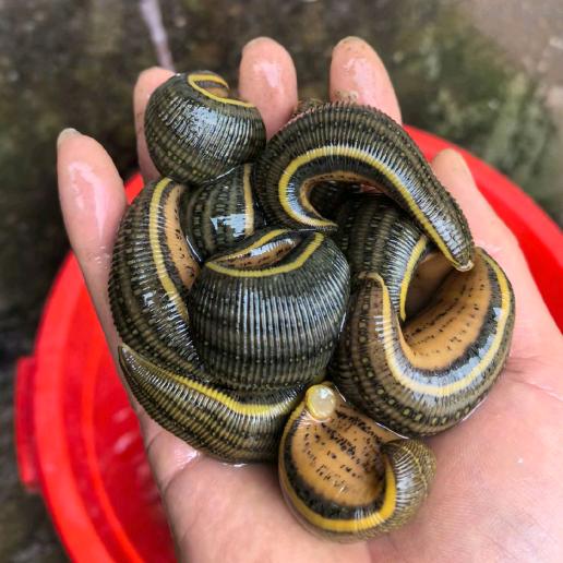 农村户外蚂蟥！