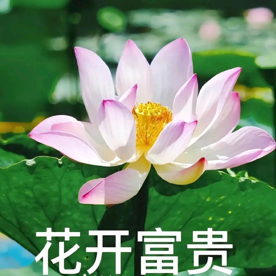 高高姥姥