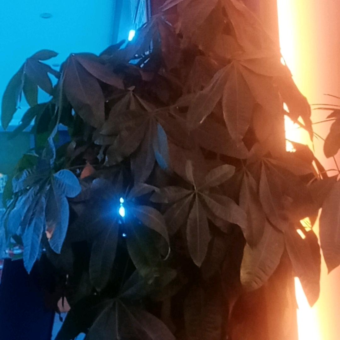 梁拌青瓜