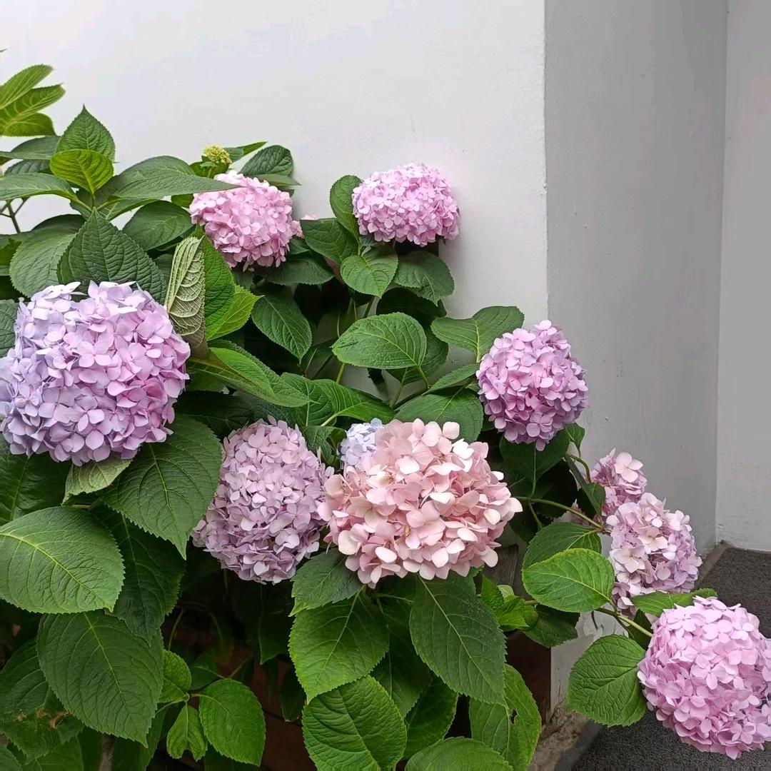 台州小马哥田园犬