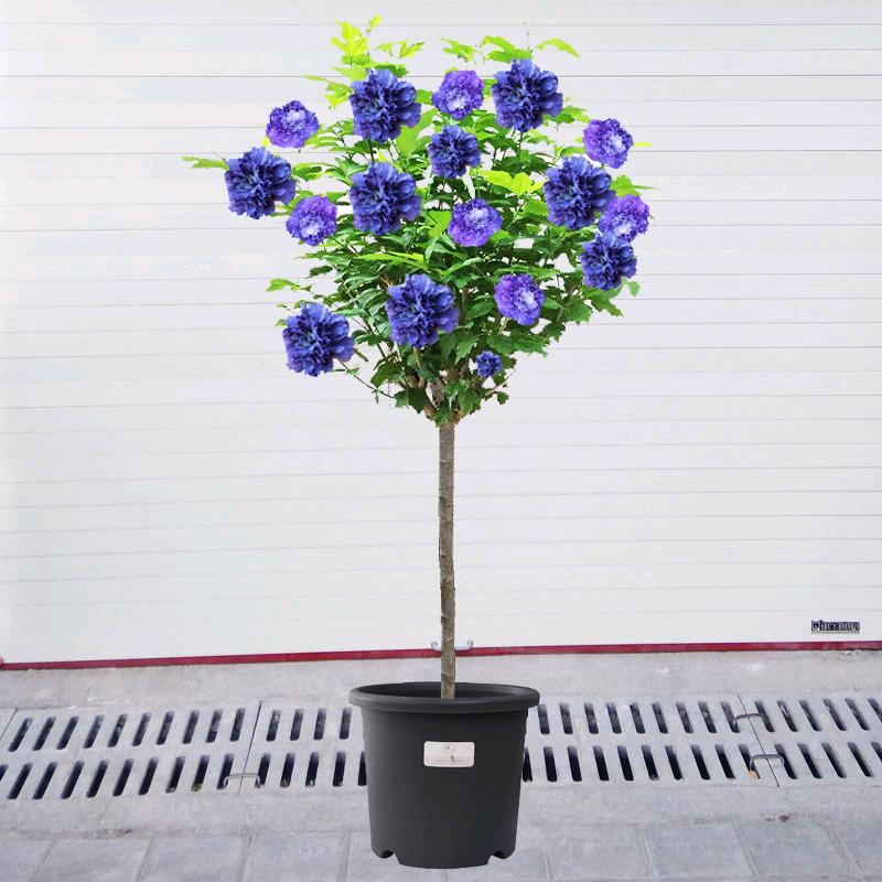 迈冠花卉