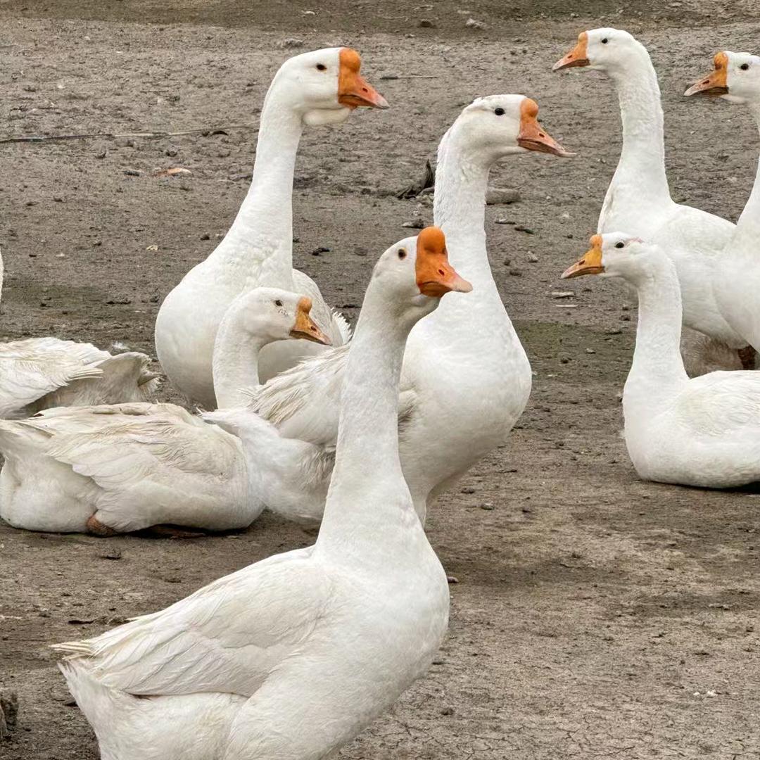 高老胖家庭农场的头像