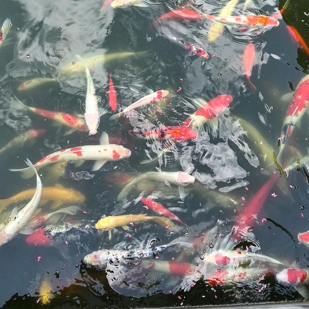 要加油鸭