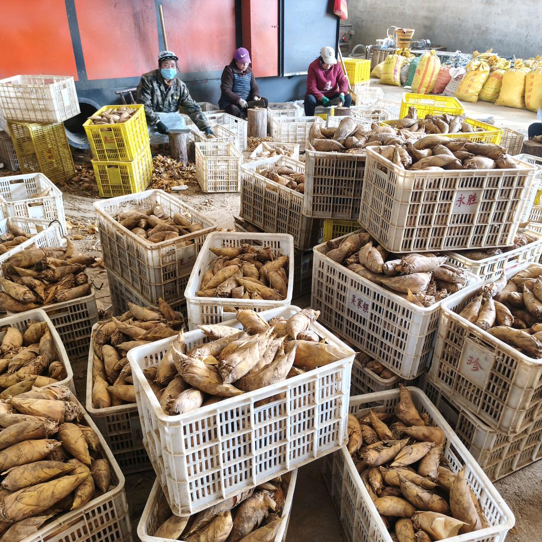 老农家农产品野冬笋