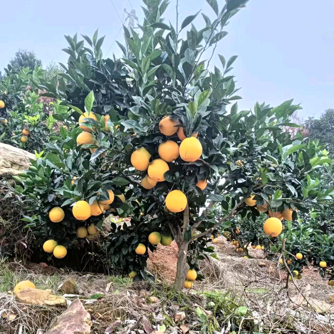 江西凯帝农产优品小铺