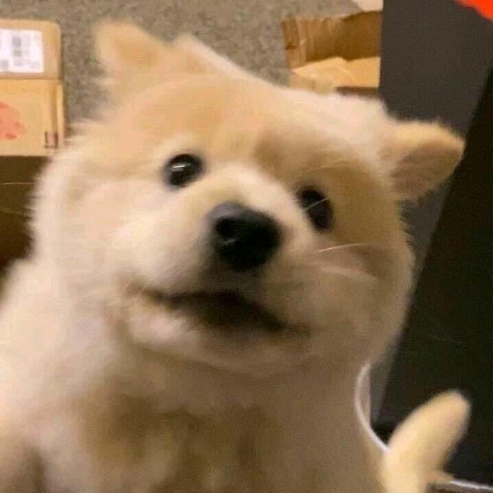 何朋