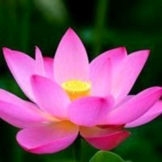 平平安安🌹勿忘初心