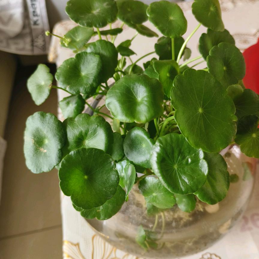 向阳而生不悲不惧！