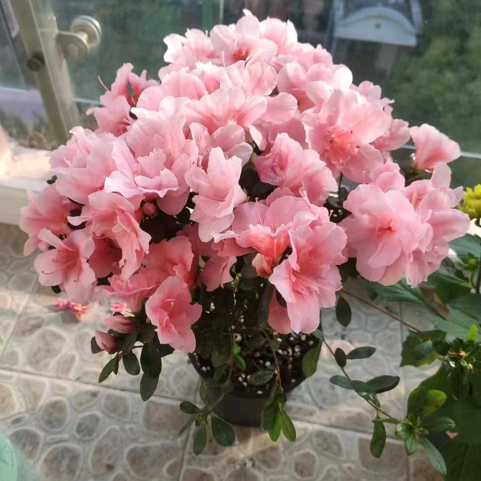 金果果