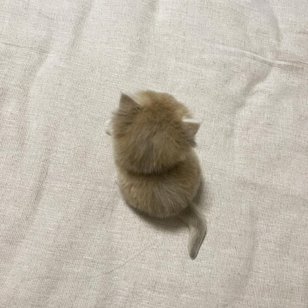 小猫成长日记