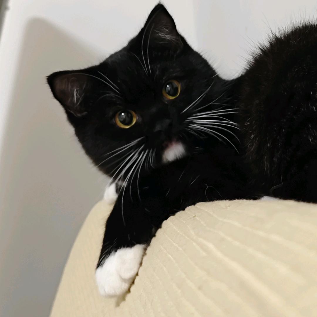 一根藤桑七朵发