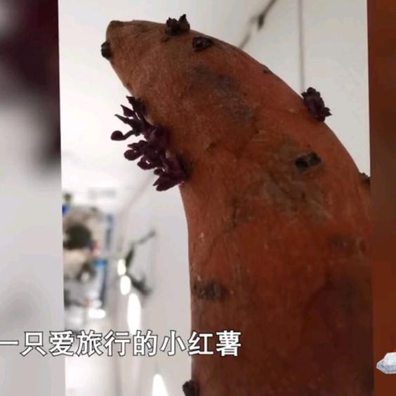 爱旅行的小红薯