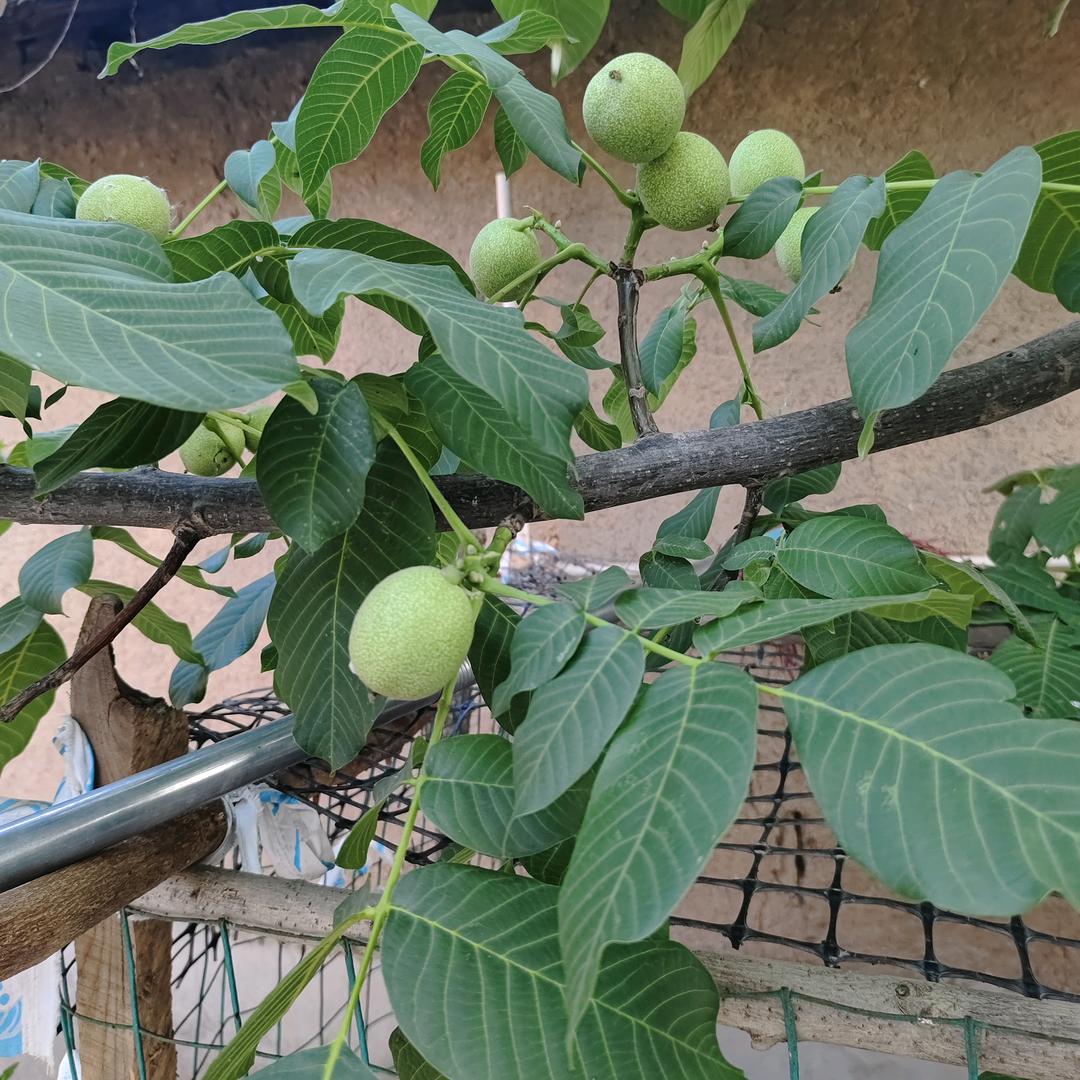 赵红霞