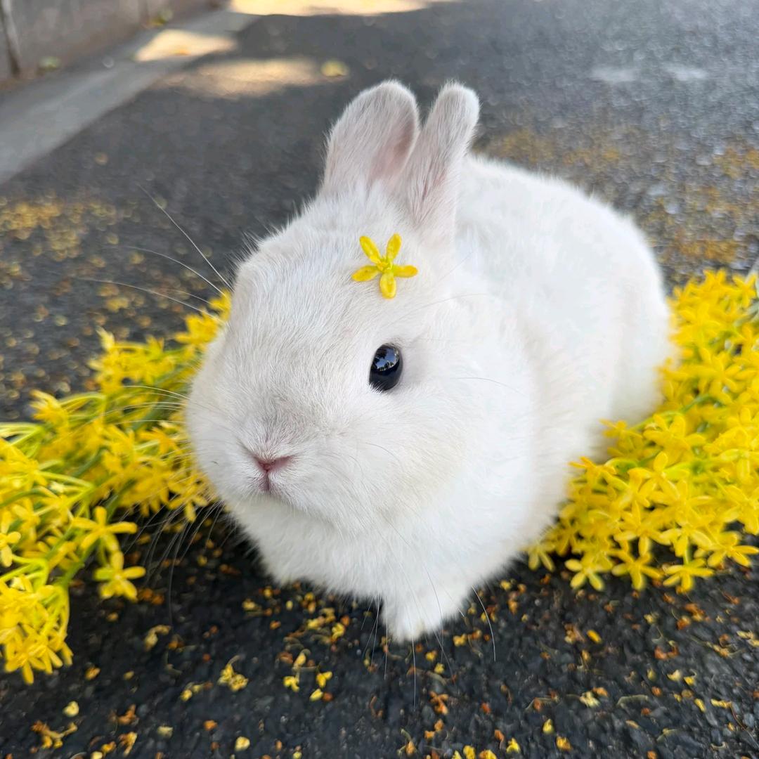 掉色的非洲猫酋长