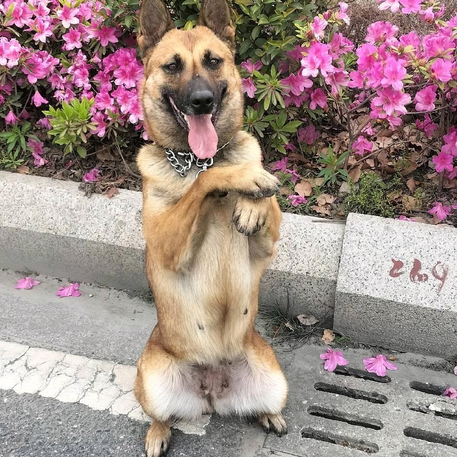 河南养犬王哥。