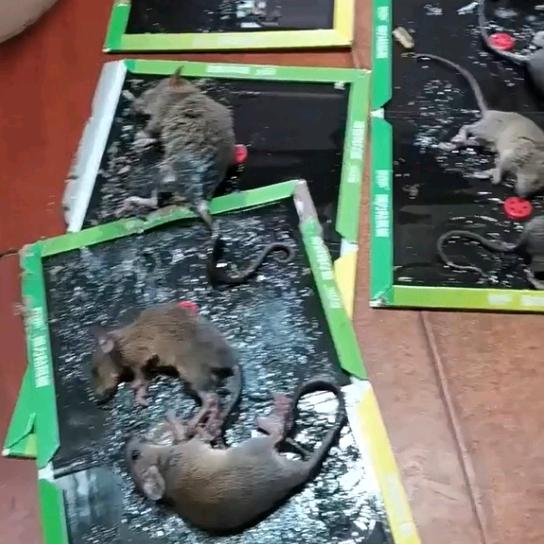 欧克乐粘鼠板老鼠贴(同款在橱窗)