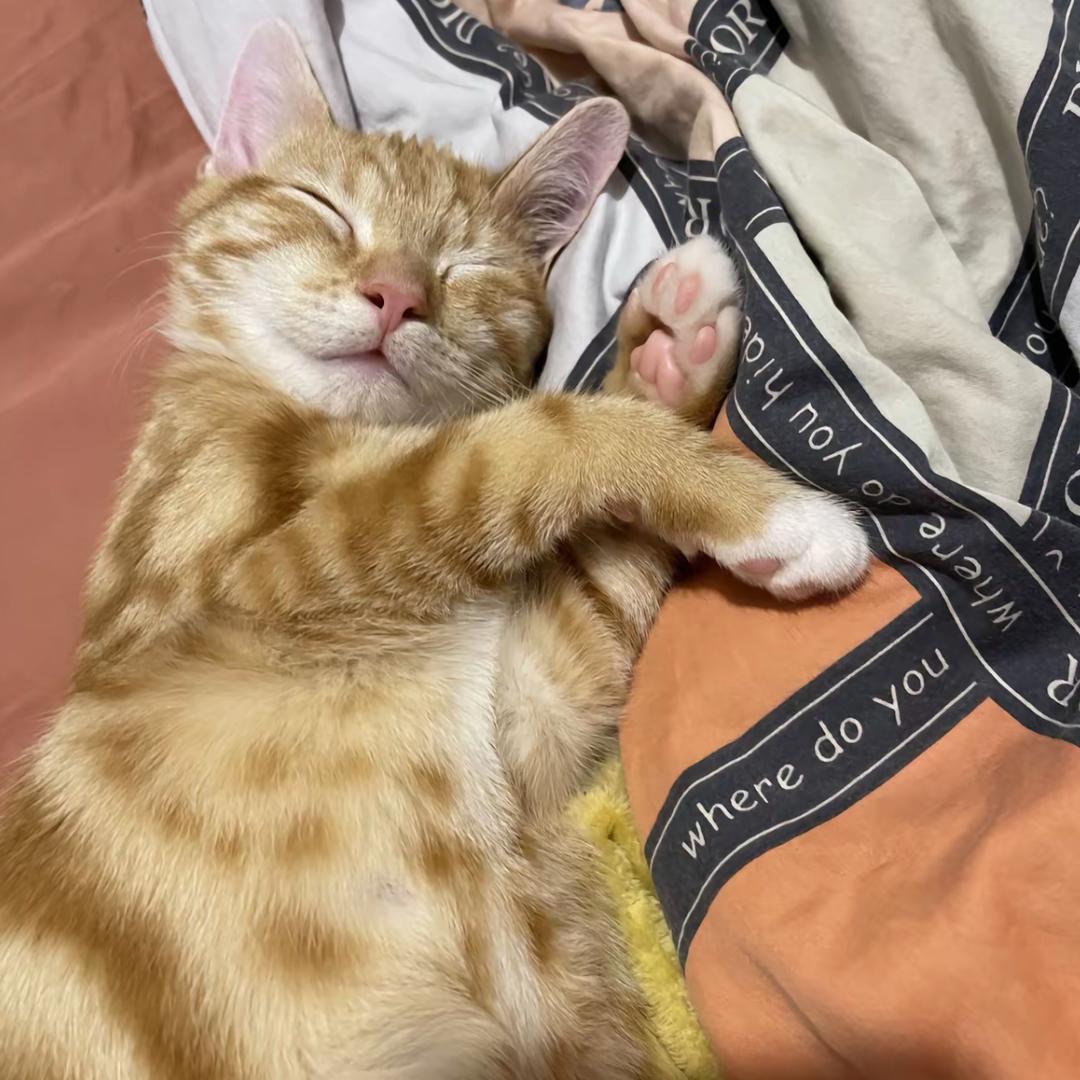 午夜孤单橘猫