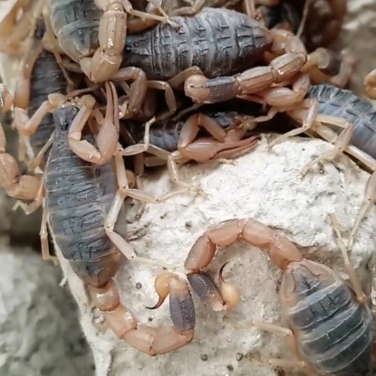 农家蝎🦂(临汾)