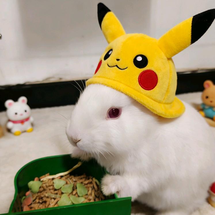 兔子用户5883496253991