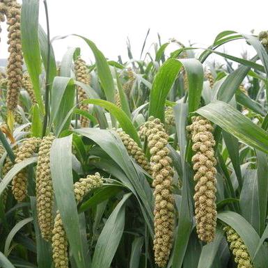 阳曲特产  泽亮粮油店