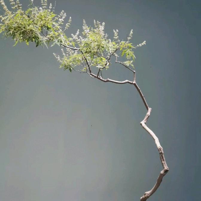 泰荆奇观【枫】