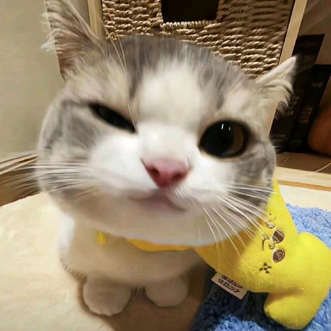 ᥫᩣ小困包ᰔᩚ