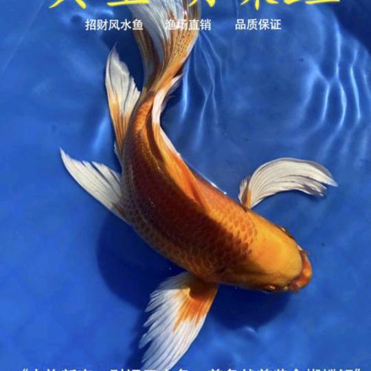 两个人江湖