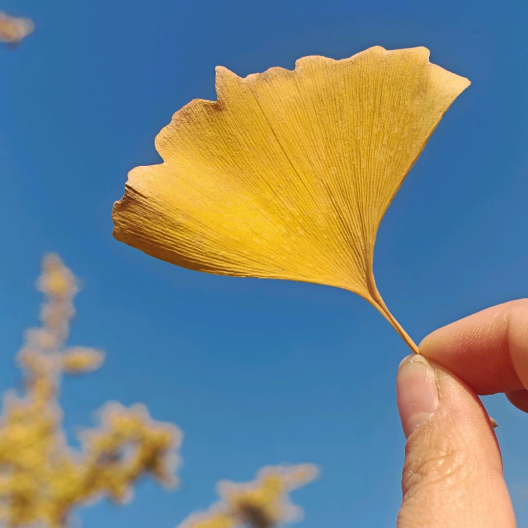 記憶被遗忘的你