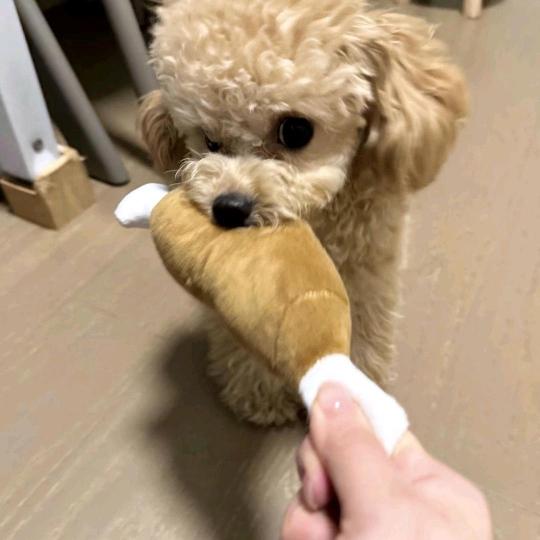 小新少爷