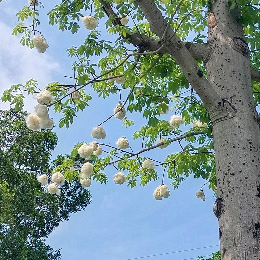 木棉