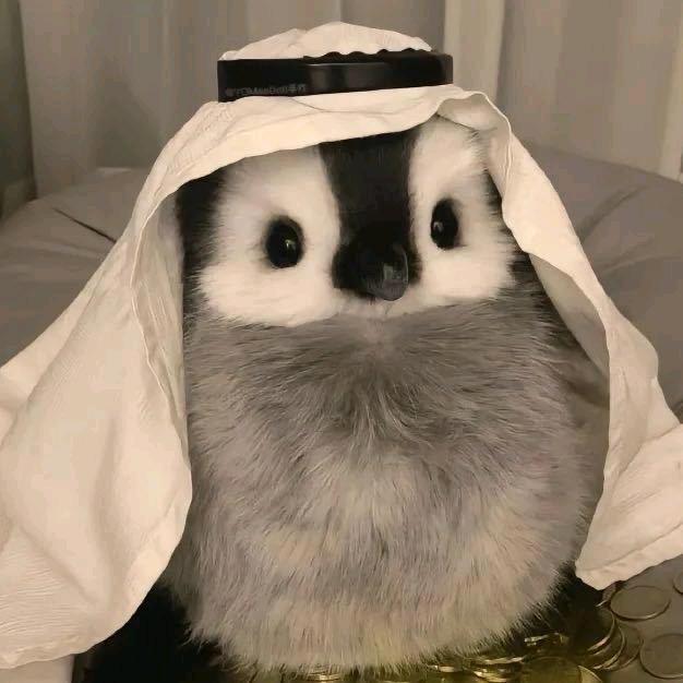 彩色企鹅