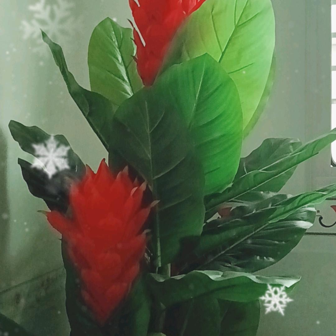 快乐的活着