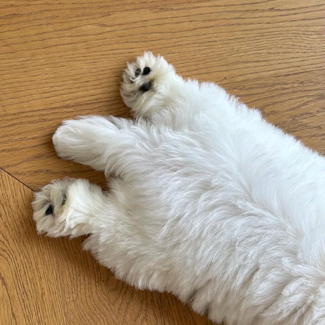 二狗不加班