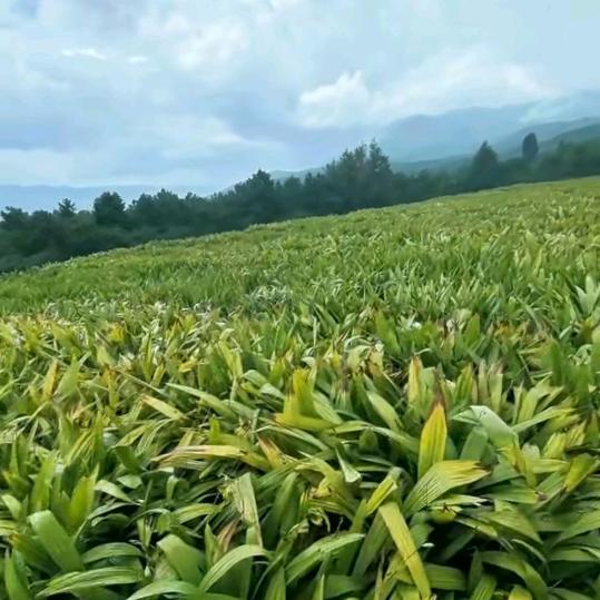 晶奇农场