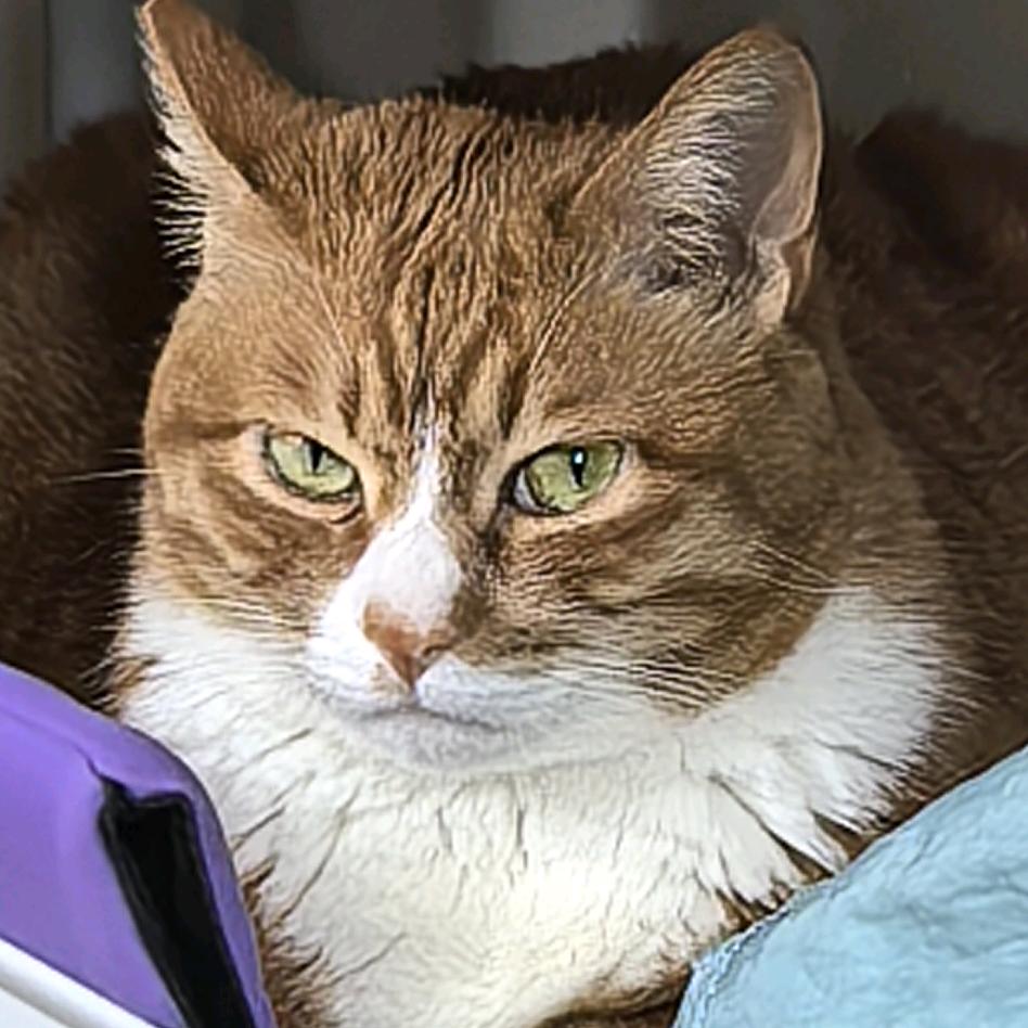 菠萝蛋糕上的蓝莓