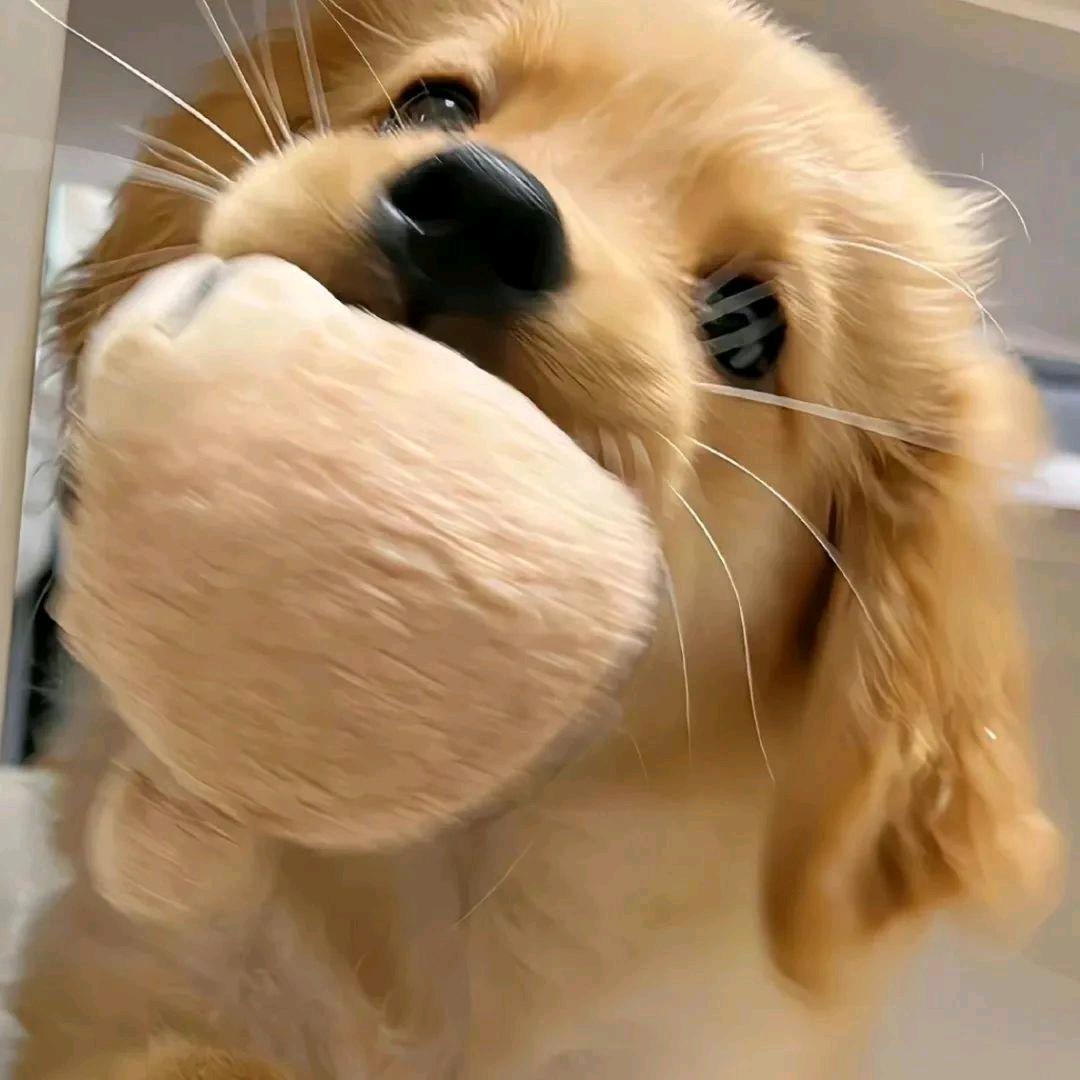张脑丸
