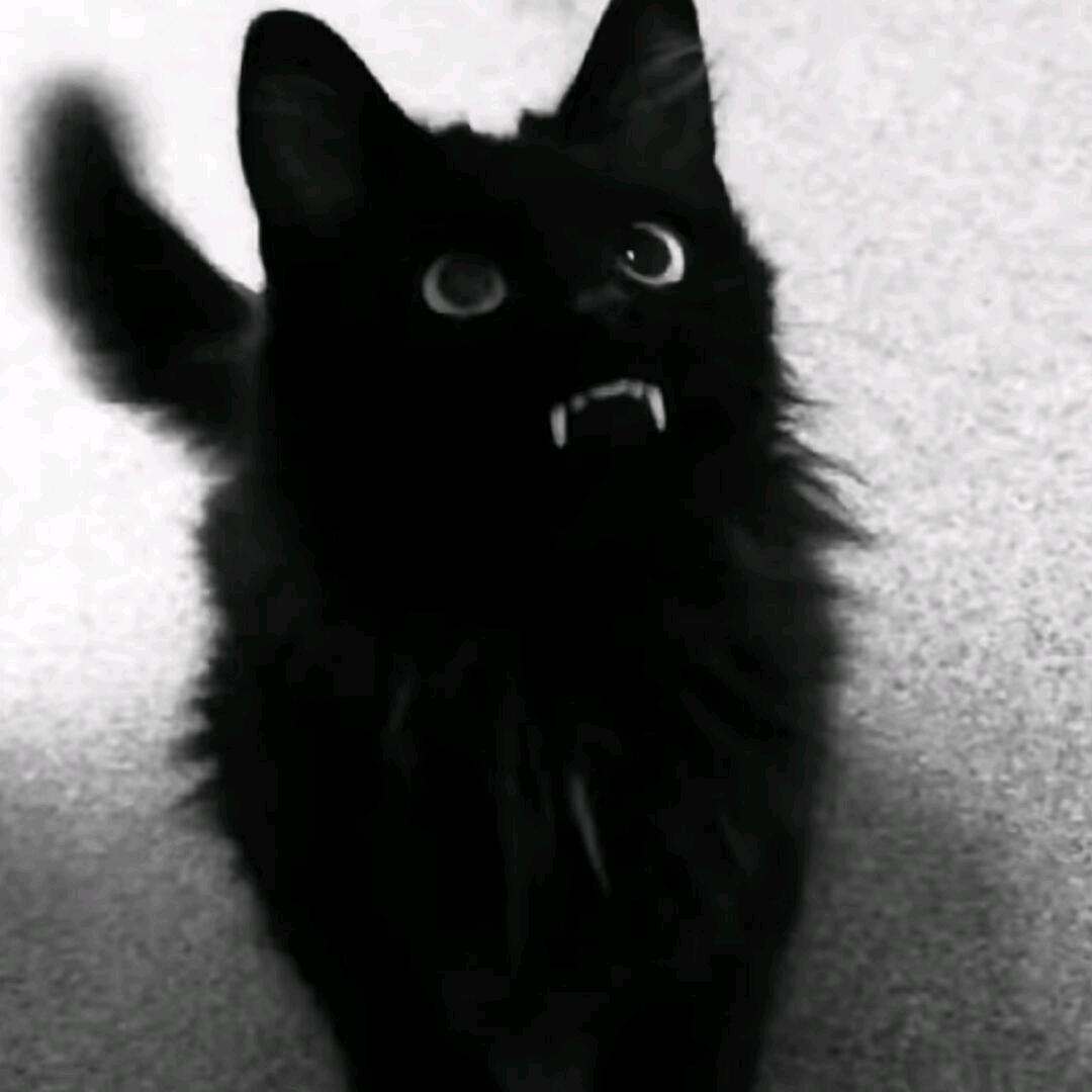 猫猫