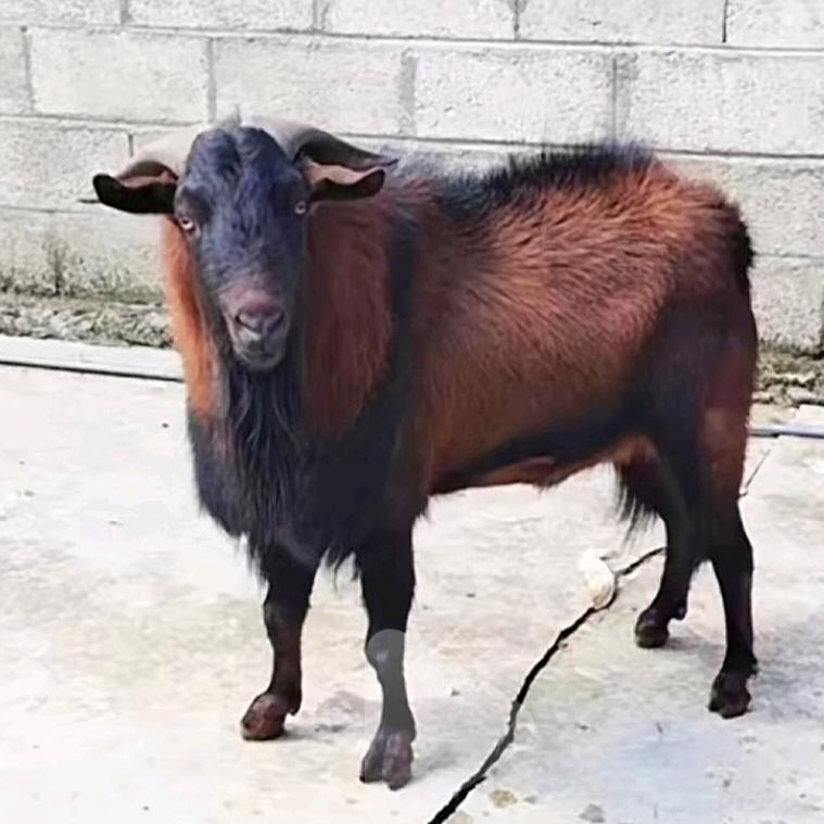 三羊开泰喜哥